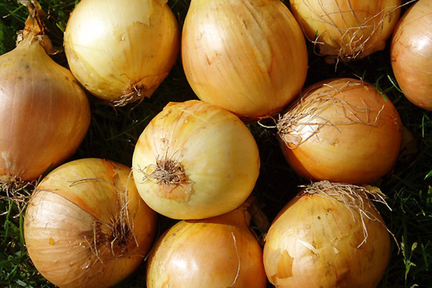 Zwiebeln: 27,7 Prozent teurer als vor einem Jahr