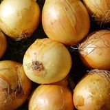 Zwiebeln: 27,7 Prozent teurer als vor einem Jahr