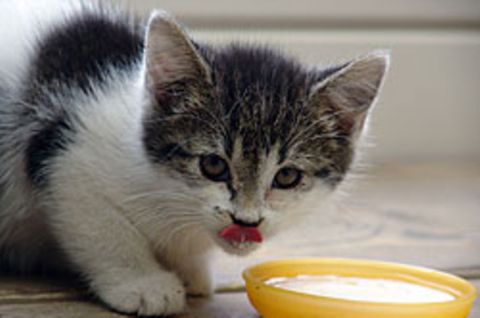 Katzen perfektionieren ihren Bettelruf, sobald sie damit Erfolg haben