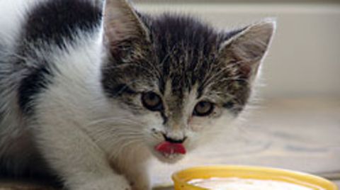 Katzen perfektionieren ihren Bettelruf, sobald sie damit Erfolg haben