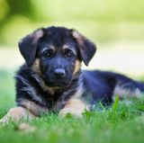 Wählen Sie Haustiere nach ihrem Allergiepotenzial. Hunde lösen seltener Allergien aus als Katzen oder Nager. Auch die Rasse ist wichtig: Zum Beispiel sind Boxer und Schnauzer am problematischsten, Schäferhunde und Beagles lösen selten allergische Reaktionen aus