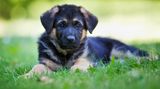Wählen Sie Haustiere nach ihrem Allergiepotenzial. Hunde lösen seltener Allergien aus als Katzen oder Nager. Auch die Rasse ist wichtig: Zum Beispiel sind Boxer und Schnauzer am problematischsten, Schäferhunde und Beagles lösen selten allergische Reaktionen aus