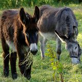 Den Esel aufs Glatteis geführt    Es ist eigentlich ganz einfach: Auf Kreuzungen zwischen Eselhengst und Pferdestute (Maultier) sowie zwischen Pferdehengst und Eselstute (Maulesel) werden nur sieben Prozent draufgeschlagen. Hausesel und alle anderen Esel hingegen müssen voll versteuert werden - es sei denn, man schlachtet sie vor dem Verkauf