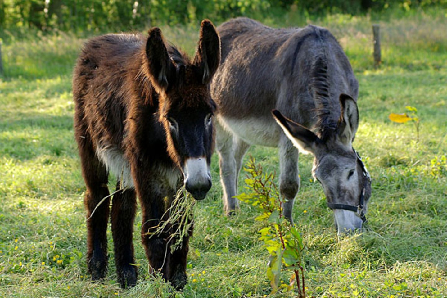 Den Esel aufs Glatteis geführt    Es ist eigentlich ganz einfach: Auf Kreuzungen zwischen Eselhengst und Pferdestute (Maultier) sowie zwischen Pferdehengst und Eselstute (Maulesel) werden nur sieben Prozent draufgeschlagen. Hausesel und alle anderen Esel hingegen müssen voll versteuert werden - es sei denn, man schlachtet sie vor dem Verkauf
