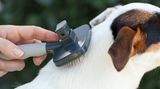 Bürsten Sie Ihren Vierbeiner nur draußen. Oder besser: Lassen sie ihn von einem Nicht-Allergiker draußen bürsten. Das Fell sollte oft ausgekämmt werden, damit möglichst wenig lose Haare und Hautschuppen in der Wohnung landen