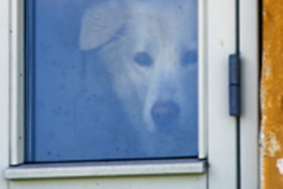 Die Angeklagte hat ihre Hunde zu Dutzenden in Kellern und Wohnungen gehalten
