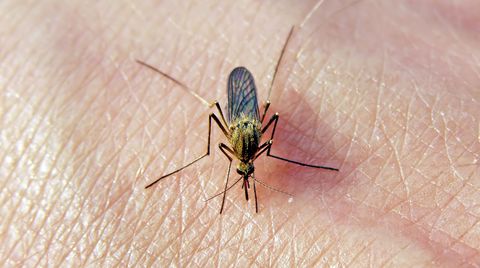 Saugende Mücke: Wenn es juckt, ist es meistens schon zu spät