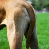 Seitenwechsel: Auch im Park gelingen tierische Schnappschüsse, hier ist ein Rhodesian Ridgeback zu sehen - zumindest ein Teil von ihm