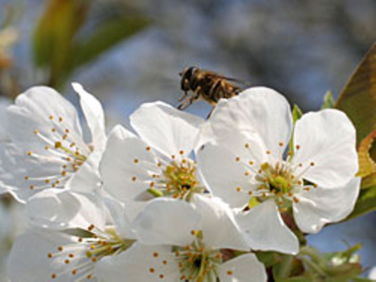 Schmetterlingsraupen fühlen sich durch Bienen sehr gestört und fressen bis zu 70 Prozent weniger