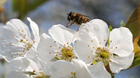 Schmetterlingsraupen fühlen sich durch Bienen sehr gestört und fressen bis zu 70 Prozent weniger