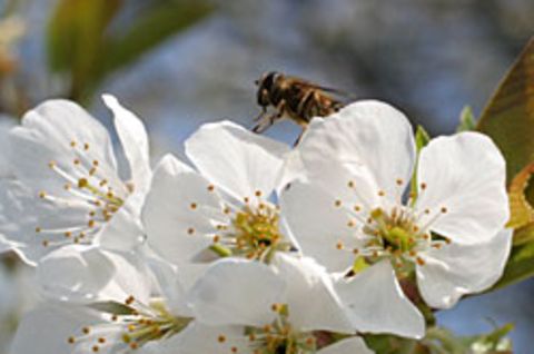 Schmetterlingsraupen fühlen sich durch Bienen sehr gestört und fressen bis zu 70 Prozent weniger