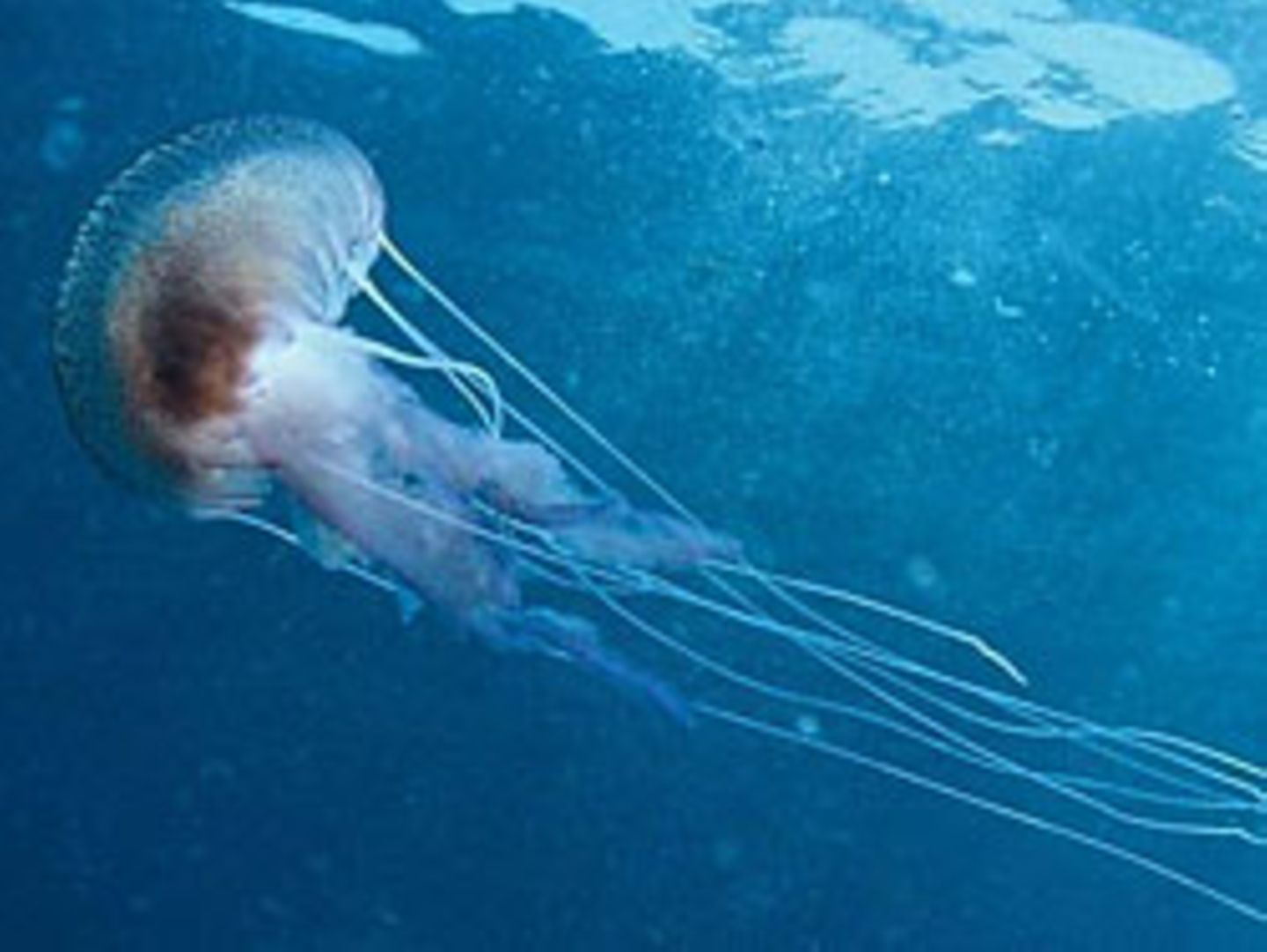 Kleine Tiere ziehen Wasser hinter sich her und sorgen so für eine Durchmischung der Ozeane