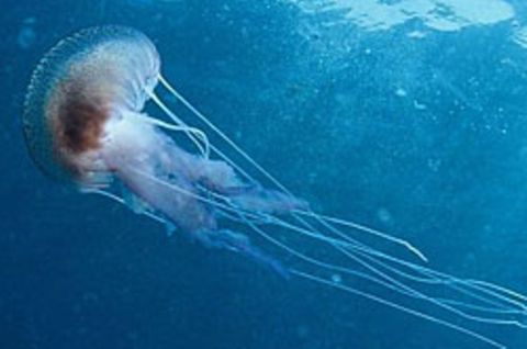 Kleine Tiere ziehen Wasser hinter sich her und sorgen so für eine Durchmischung der Ozeane