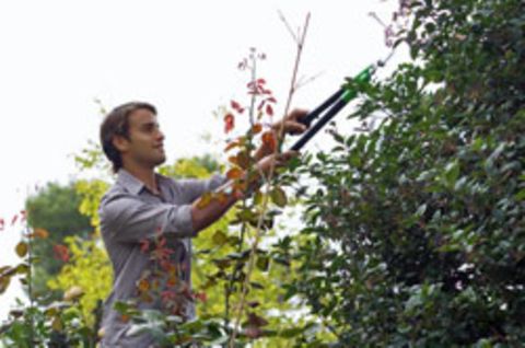Wer Streit vermeiden will, sollte regelmäßig die Hecke zum Nachbargrundstück schneiden