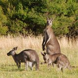 Ein Känguru beobachtet skeptisch die nahenden Menschen. Die anderen grasen in der Abenddämmerung ruhig weiter