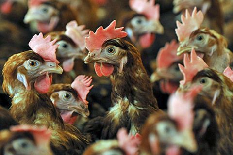 Bei Transporten für den Geflügel-Produzenten Wiesnhof wurden Hühner massiv gequält