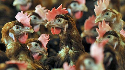 Bei Transporten für den Geflügel-Produzenten Wiesnhof wurden Hühner massiv gequält