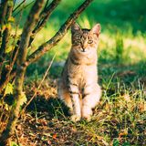 Halten Sie das Tier möglichst draußen oder lassen Sie es zumindest viel draußen laufen