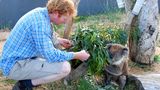 Jeden Morgen gibt es frische Zweige von einer Eukalyptussorte, die der kleine Koala am liebsten mag. Shayne Neal päppelt verletzte Wildtiere in seinem kleinen Eco-Lodge-Zoo auf und wildert sie anschließend wieder aus