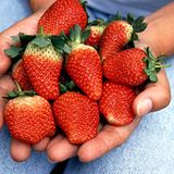 Eine "joghurt-leichte" Schokolade soll die Yogurette laut Werbung sein. Dabei enthalte sie nach Angaben von Foodwatch "mehr Fett und Kalorien als zum Beispiel Milka-Vollmilchschokolade". Und das ist nicht alles. Wer glaubt die roten Stückchen in der Füllung seien echte Erdbeeren, der irrt. In ihr stecken genau 5,5 Prozent Erdbeergranulat, das aus Zucker, Fett und Erdbeerpulver besteht