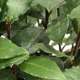 Verzichten Sie auf Zimmerpflanzen im Schlafzimmer. An der Oberfläche von Blumenerde oder Granulat kann sich schnell Schimmel bilden