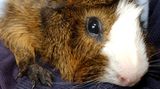 Ratten, Mäuse, Hamster: Die Haare der Tiere verbreiten so starke Allergene, dass die Nager in keinem Allergikerhaushalt bleiben sollten