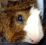 Ratten, Mäuse, Hamster: Die Haare der Tiere verbreiten so starke Allergene, dass die Nager in keinem Allergikerhaushalt bleiben sollten