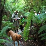 Die Geheimnisse des Urwaldes erklärt Shayne seinen Gästen auf abendlichen und nächtlichen Safaris. Sein Hund Womby und ein Fernglas gehören bei einer solchen Pirsch durch mannshohen Farn dazu.
