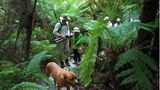 Die Geheimnisse des Urwaldes erklärt Shayne seinen Gästen auf abendlichen und nächtlichen Safaris. Sein Hund Womby und ein Fernglas gehören bei einer solchen Pirsch durch mannshohen Farn dazu.