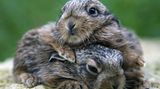 Ministerium preist Hasen als Osterschmaus an     Keine Gnade für den Osterhasen: Weil die Hasenbestände in Schleswig-Holstein stabil sind, preist das Landwirtschaftsministerium in Kiel "Meister Lampe" als Delikatesse zum Osterfest an. Köstlich, fett- und cholesterinarm sei der Feldhase, hieß es in einer Mitteilung. Die Zutaten für ein Festmahl fügte das Ministerium auch gleich bei: Ein Hase von etwa 1,5 Kilogramm Gewicht, 400 Gramm Pilze (Waldpilze aus der Dose oder Champignons), 200 Gramm angebratene Speckwürfel, etwas Weißwein, Mehl, Kräuter nach Wahl und etwas Crème Fraiche. Aber ob sich die Kinder auf dieses Mahl freuen?