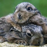 Ministerium preist Hasen als Osterschmaus an     Keine Gnade für den Osterhasen: Weil die Hasenbestände in Schleswig-Holstein stabil sind, preist das Landwirtschaftsministerium in Kiel "Meister Lampe" als Delikatesse zum Osterfest an. Köstlich, fett- und cholesterinarm sei der Feldhase, hieß es in einer Mitteilung. Die Zutaten für ein Festmahl fügte das Ministerium auch gleich bei: Ein Hase von etwa 1,5 Kilogramm Gewicht, 400 Gramm Pilze (Waldpilze aus der Dose oder Champignons), 200 Gramm angebratene Speckwürfel, etwas Weißwein, Mehl, Kräuter nach Wahl und etwas Crème Fraiche. Aber ob sich die Kinder auf dieses Mahl freuen?