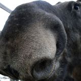 Ein Elch geht fremd     Ein ausgewachsener Elch hat sich in den Straßen der russischen Hauptstadt Moskau verirrt. Mitarbeitern des Zivilschutzes gelang es jedoch, das vom Stress ermattete Tier einzukreisen. Der Elch hatte sich im Süden Moskaus auf einem Rasenstück eine Ruhepause gegönnt. Das Tier soll in einem Waldstück vor den Toren der Zwölf-Millionen-Metropole wieder ausgesetzt werden. Bereits 2005 hatte sich ein Elch in den nördlichen Teil Moskaus verirrt.