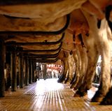 Selbst wenn die Landwirte die Ställe gar nicht mehr betreten, tragen Angehörige und Mitarbeiter die Allergie-Auslöser an ihrer Kleidung weiter ins Haus