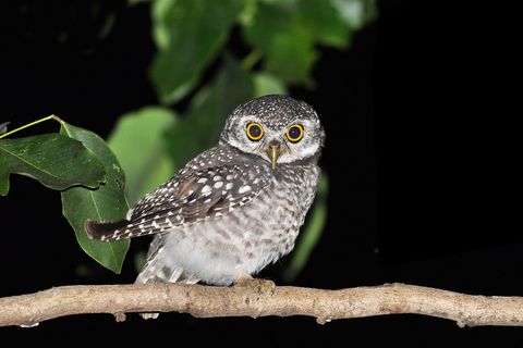 Jäger der Nacht: Uhus werden erst aktiv, wenn andere schon schlafen