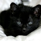 Verzichten Sie auf Pflanzen und Tiere im Schlafzimmer, weil auch sie die Lebensbedingungen für Milben verbessern. Halten Sie Pflanzen in Hydrokulturen