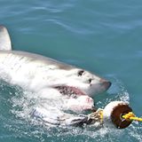 Auf Haijagd    Der Papst hat eine Reise nach Australien gemacht. Bei einem Gottesdienst am Strand beobachtet er, wie im Wasser ein Typ mit einem Holland-Trikot von einem Hai angefallen wird.    Mit einem Mal kommen zwei Deutsche in einem Motorboot angefahren. Der eine Deutsche springt mit einer Harpune ins Wasser und erledigt den Hai. Der andere Deutsche holt den Holländer aus dem Wasser.     Als der Papst das sieht, lässt er nach den beiden schicken. "Für euren selbstlosen Einsatz spreche ich euch im Namen Gottes selig."     Als der Papst weg ist, sagt der eine Deutsche zum anderen: "Wer war das denn?"  "Keine Ahnung", sagt der andere. "Ist ja auch egal, sieh' mal lieber nach, ob unser Köder noch in Ordnung ist, oder ob wir einen neuen brauchen."