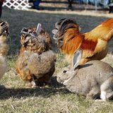 "In der mundartlichen Umgangssprache im fränkisch-thüringischen Raum zwischen Coburg und Sonneberg werden kleine Haustiere wie Hasen oder Hühner als Geziefer bezeichnet", erklärt Johannes Beyer aus Mupperg
