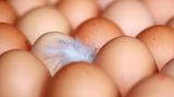 Menschen, die auf Hühnereiweiß allergisch reagieren, müssen möglicherweise auch auf Eier anderer Vögel verzichten. Einige nicht so sensible Allergiker vertragen hart gekochte Eier in geringen Mengen