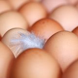 Menschen, die auf Hühnereiweiß allergisch reagieren, müssen möglicherweise auch auf Eier anderer Vögel verzichten. Einige nicht so sensible Allergiker vertragen hart gekochte Eier in geringen Mengen