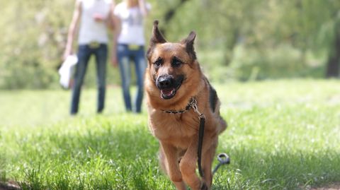 Vierbeiner können eine große Hilfe sein: Auf Diabetes geschulte Hunde machen sich bemerkbar, wenn das Herrchen oder Frauchen unterzuckert ist