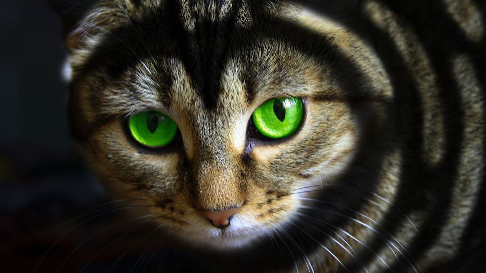 Wer eine Tierhaarallergie hat, reagiert oft nur sensibel auf eine Tierart, meistens auf Katzen
