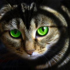 Wer eine Tierhaarallergie hat, reagiert oft nur sensibel auf eine Tierart, meistens auf Katzen