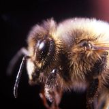 Bienen hänseln keine Hummeln meint Nico - "weil Insekten dazu nicht in der Lage sind"