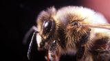 Bienen hänseln keine Hummeln meint Nico - "weil Insekten dazu nicht in der Lage sind"