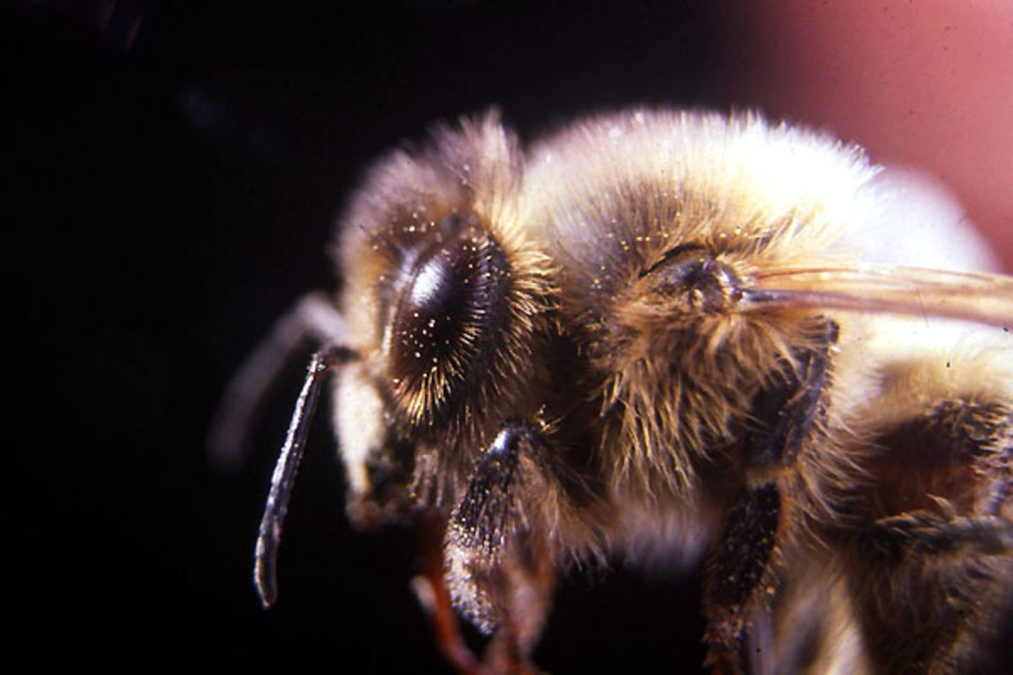 Bienen hänseln keine Hummeln meint Nico - "weil Insekten dazu nicht in der Lage sind"
