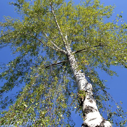 Birkenpollen lösen von den Baumpollen am häufigsten Beschwerden aus