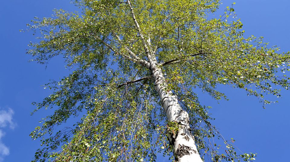 Birkenpollen lösen von den Baumpollen am häufigsten Beschwerden aus