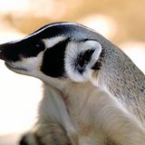 Liebeskranker Dachs löst Polizeieinsatz aus     Das Tier muss wahrlich arg gelitten haben: Die Paarungsrufe eines Dachses haben einen Hubschrauber-Einsatz der rheinland-pfälzischen Polizei ausgelöst. In Vettelschoß zwischen Koblenz und Bonn hatten besorgte Anwohner die Beamten alarmiert, weil sie die Schreie einer Frau aus einem angrenzenden Waldgebiet zu hören glaubten. Die Ermittler orderten einen Helikopter mitsamt Nachtsichtgerät. Doch als Urheber der vermeintlichen Hilferufe identifizierten sie einen liebestollen Dachs.