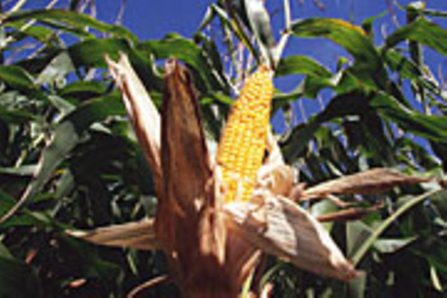 Mais ist eine der ältesten und wichtigsten Kulturpflanzen der Welt