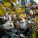 "Klare Sache - eine Folge der subventionierten Agrarwirtschaft in Europa", meint Johannes Vogt aus Stuttgart